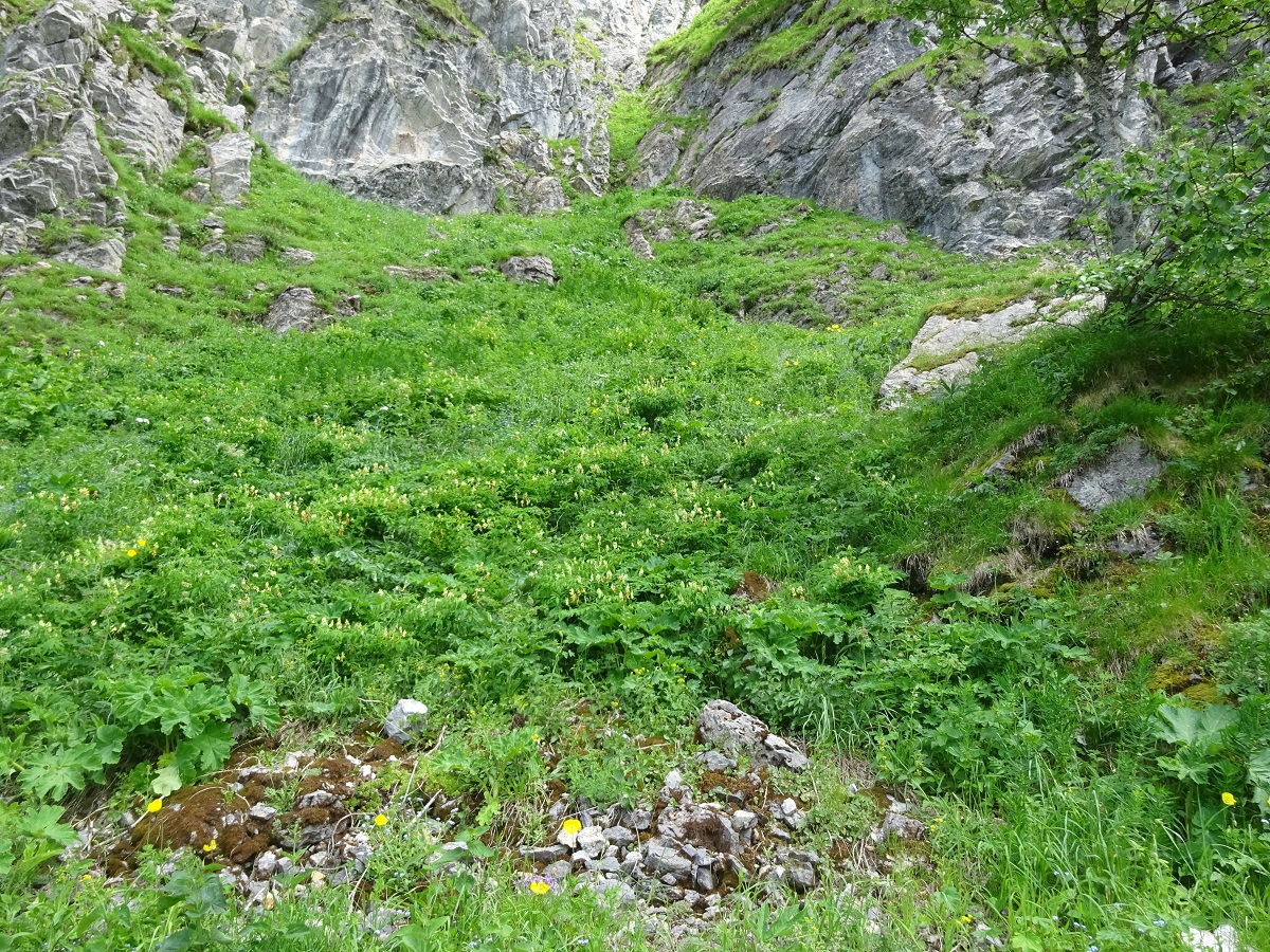 Lathyrus ochraceus (Fabaceae)